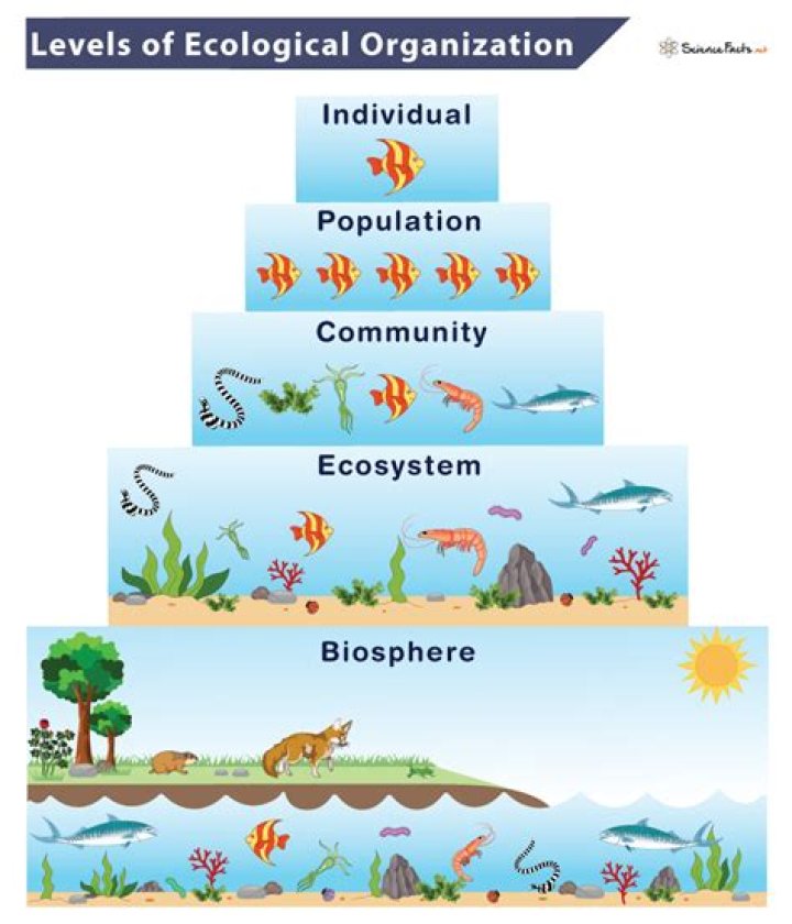 ecology focuses on how human activities affect an ecosystem and ways to mitigate resulting issues.
