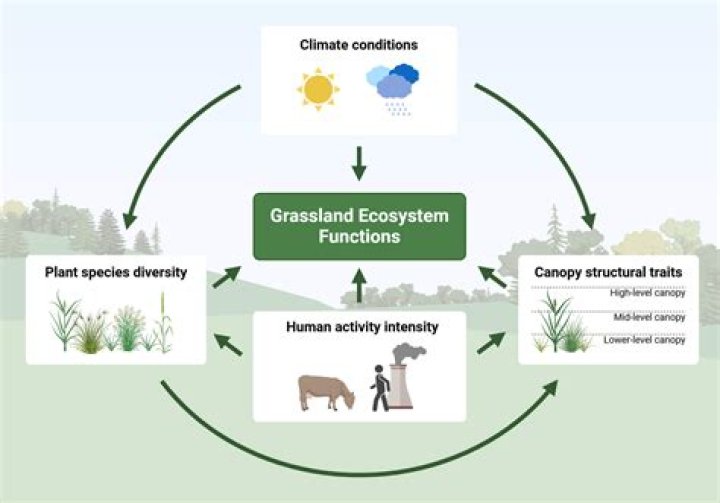 how are living creatures in an ecosystem linked