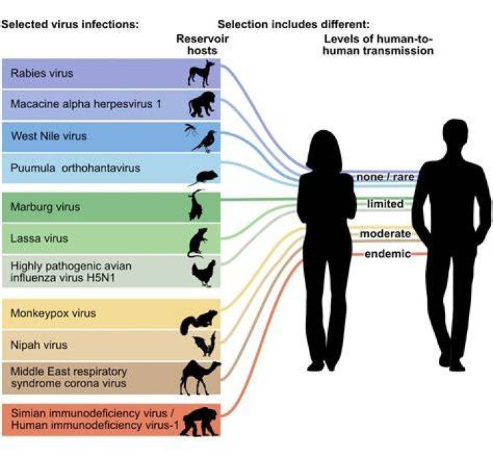 how are parasites and viruses similar