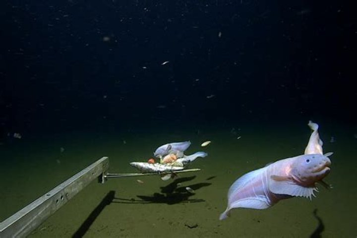 how cold is the bottom of the ocean