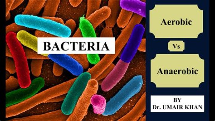 how do aerobic bacteria differ from anaerobic bacteria