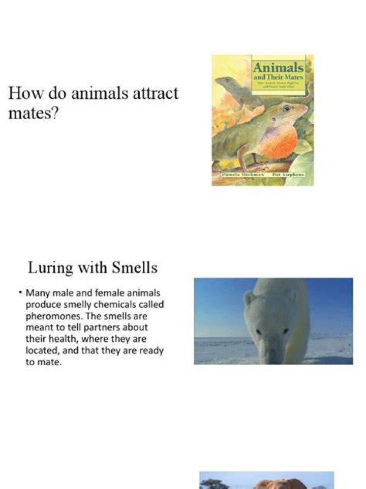 how do animals attract mates