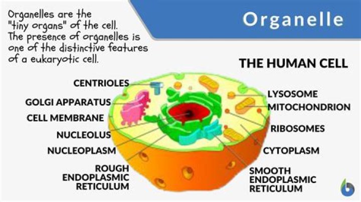 how do cell organelles interact with each other