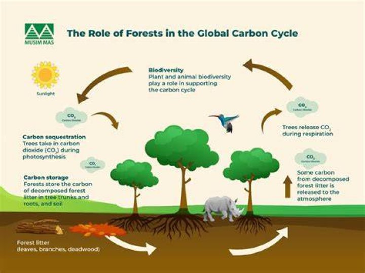 how do humans affect the forest