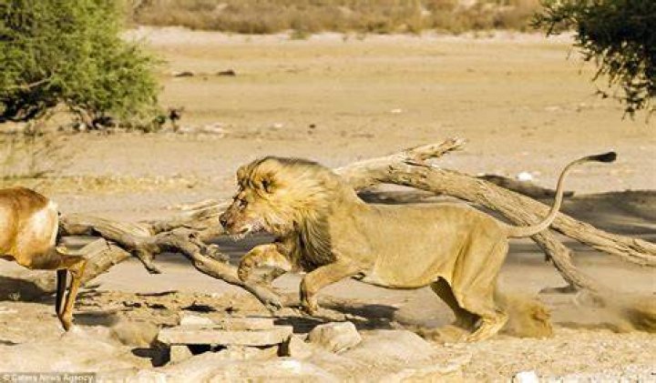how do lions kill their prey