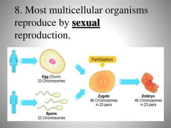 how do multicellular organisms reproduce