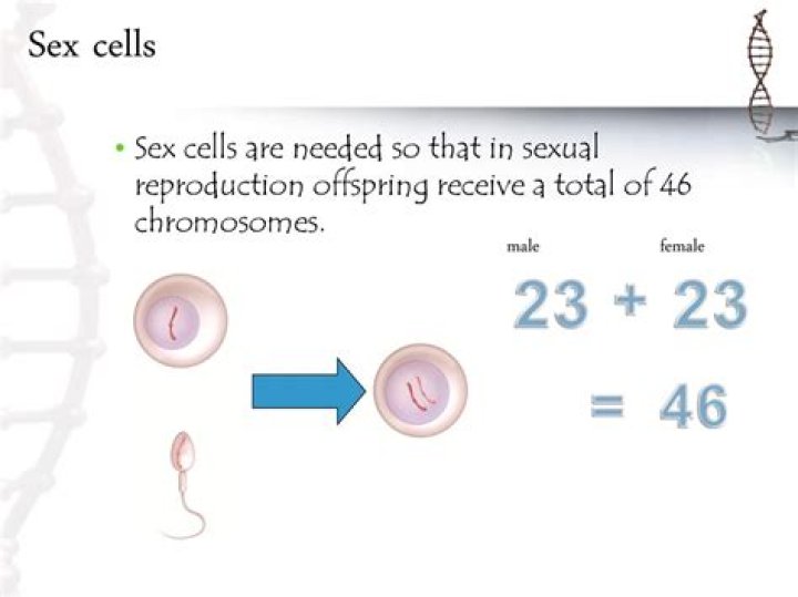 how do sex cells reproduce