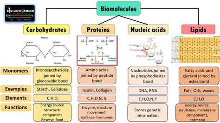 how do structure and function affect how molecules work