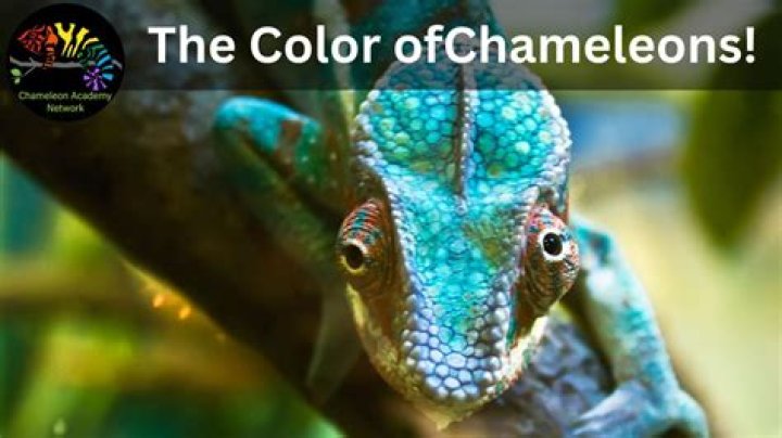 how does a chameleon's tongue work