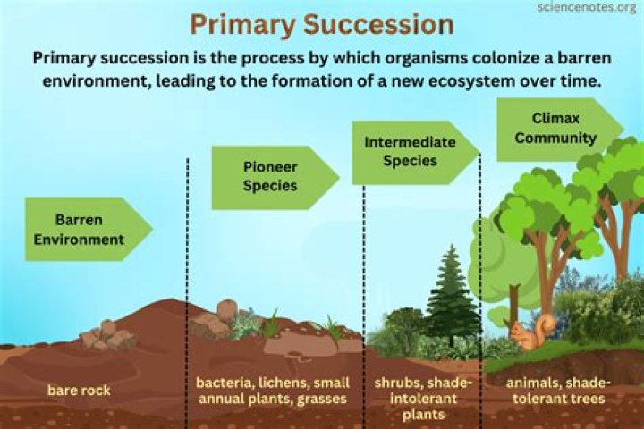 how does biodiversity change during succession