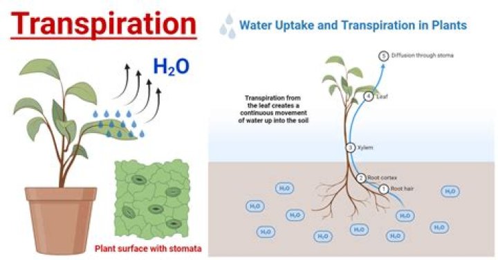 how does heat affect transpiration