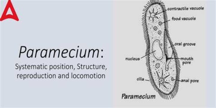 how does paramecium feed - Lisbd-net.com