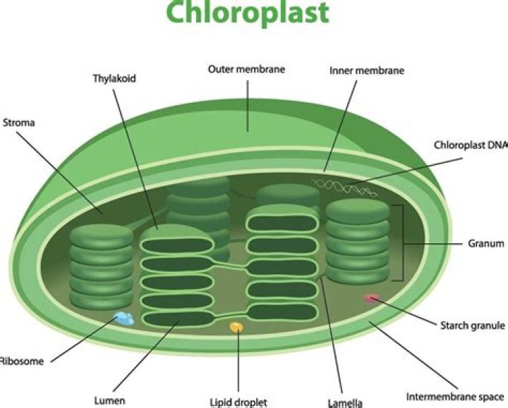 how does the structure of chloroplast relate to its function