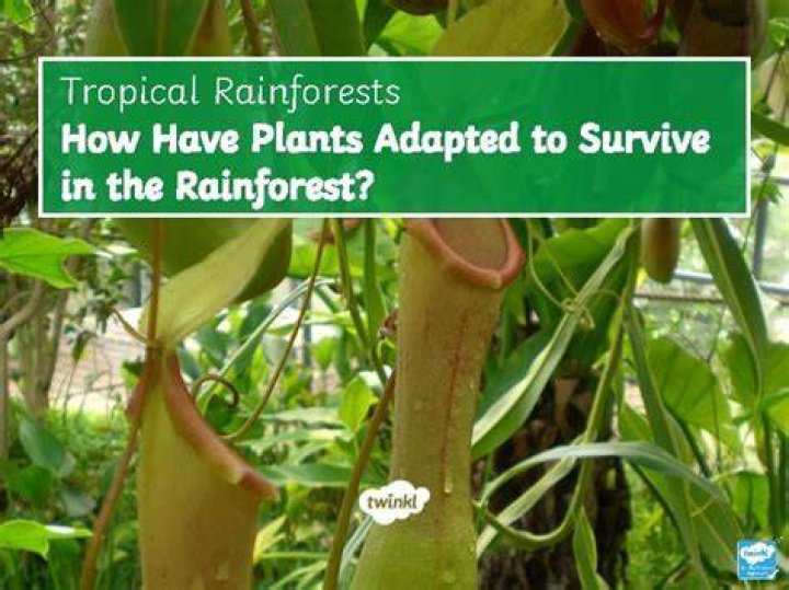 how have plants adapted to the enormous amount of rain they receive?