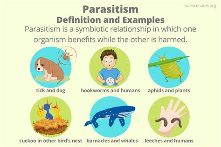 how is parasitism similar to and different from predation?