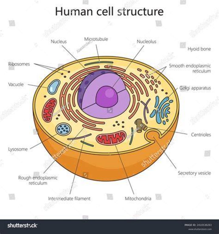 how large is a human cell