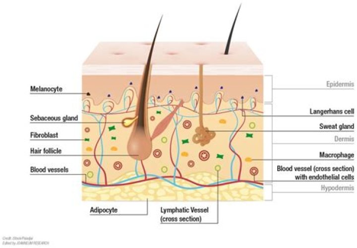 how long does a human skin cell stay in mitosis