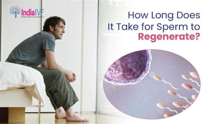 how long does it take for sperm to reproduce