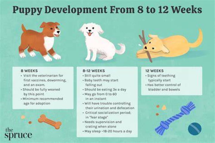 how long until puppies are full grown