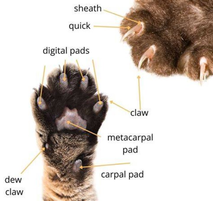 how many claws do lions have