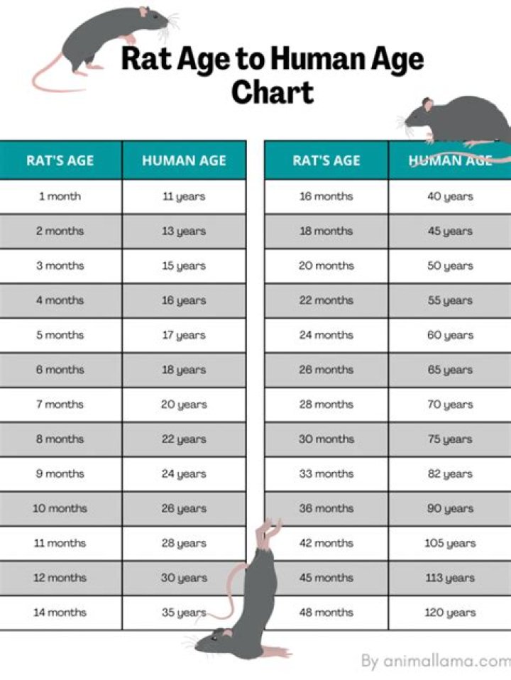 how much does a rat weigh