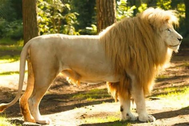 how much does an african lion weigh