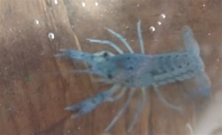 how rare are blue crayfish