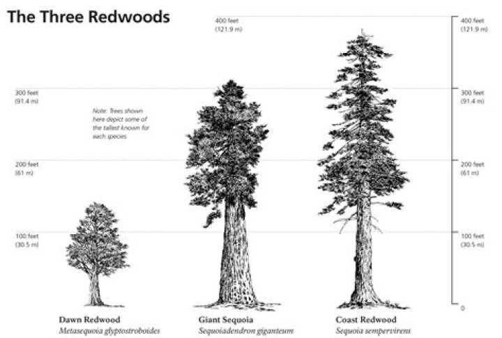 how tall is a redwood tree