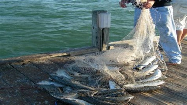 how to catch fish with a net