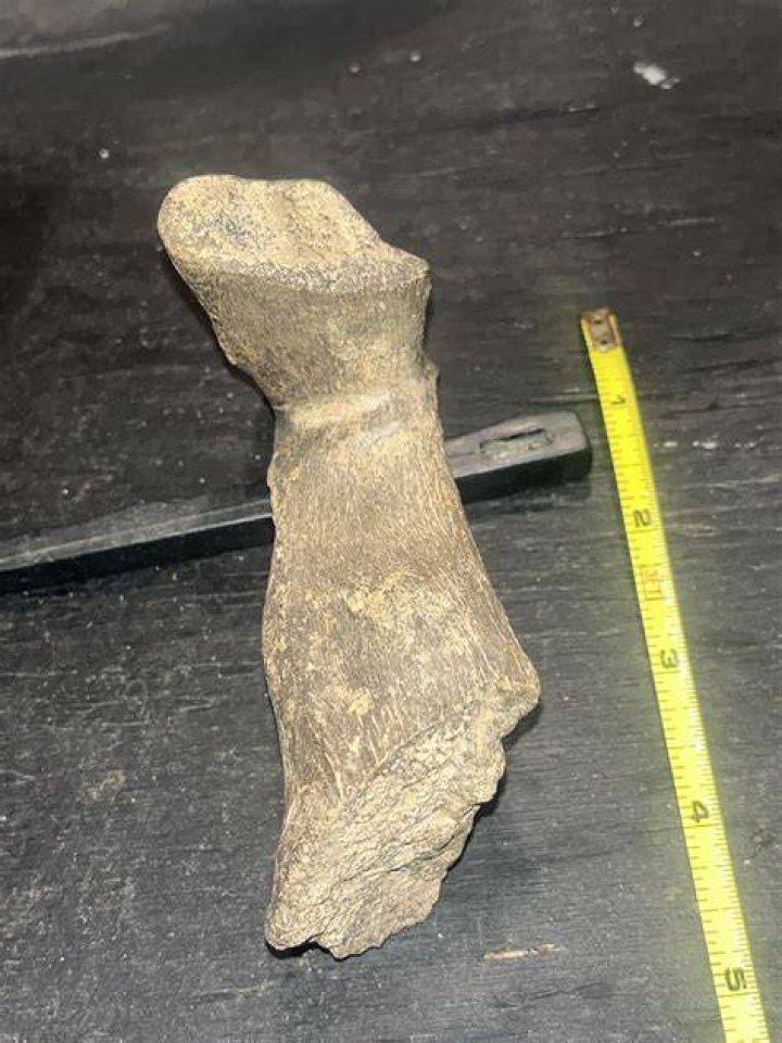 how to identify fossilized bone