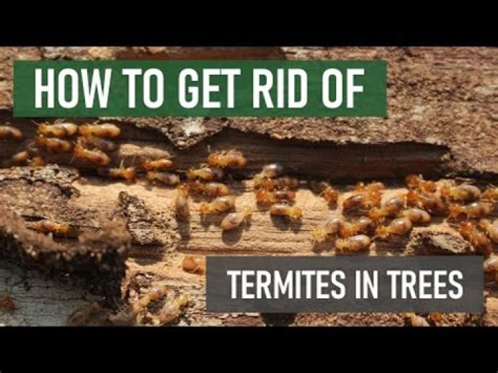 how to save a tree from termites