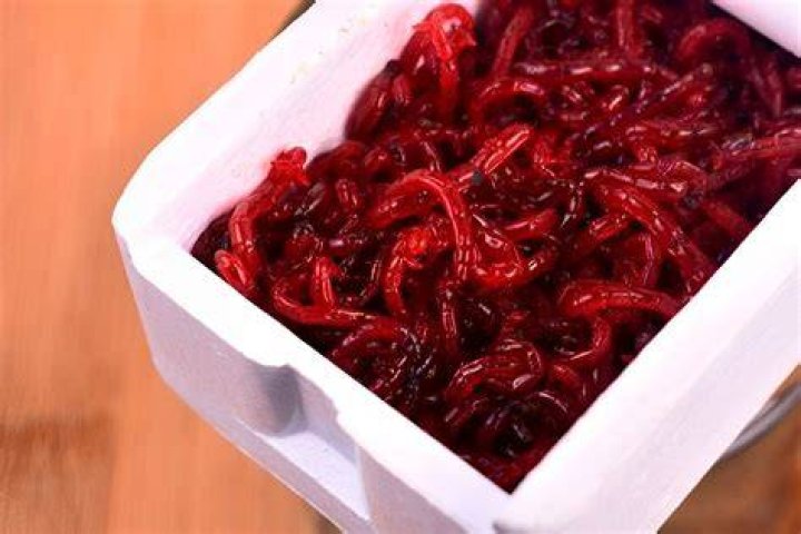 how to store blood worms