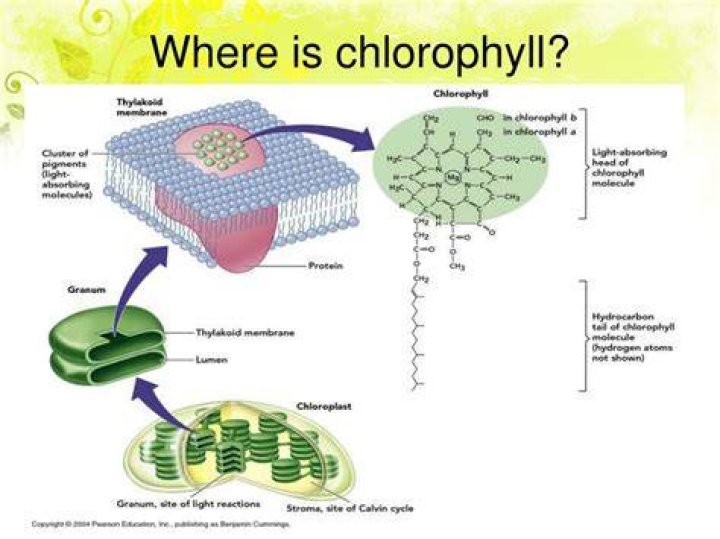 in autotrophic bacteria where is chlorophyll located