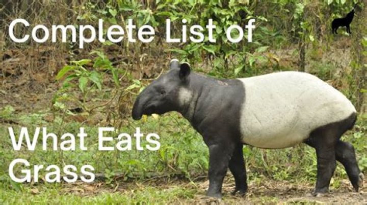 what animals eat grass in the rainforest