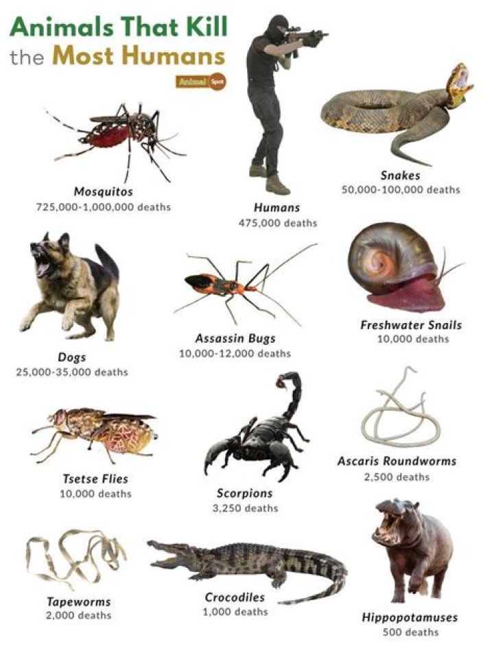what animals eat people - Lisbd-net.com