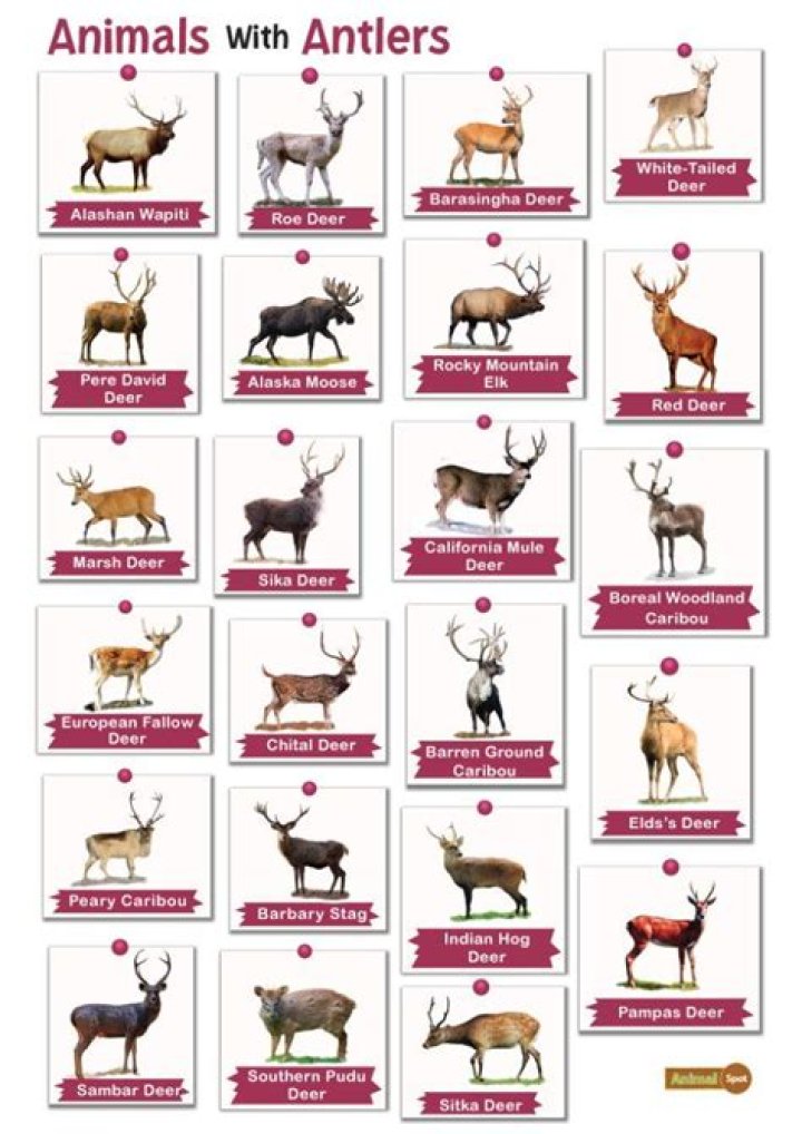 what animals eat trees - Lisbd-net.com