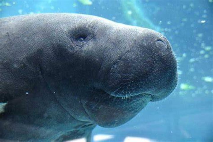 what animals live in brackish water