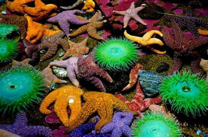 what animals live in tide pools