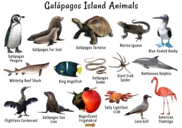 what animals live on the galapagos islands