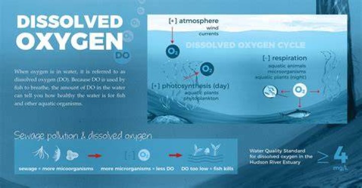what are 3 factors that influence dissolved oxygen levels