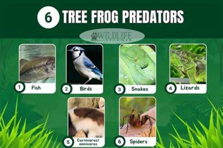 what are frogs predators - Lisbd-net.com