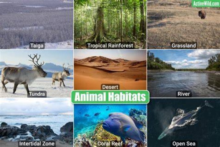 what are the five basic habitat needs for wildlife