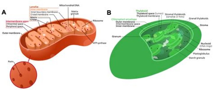 what are the functions of chloroplasts and mitochondria?