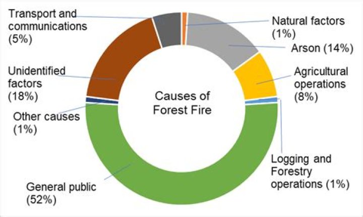 what are the main causes of forest fires