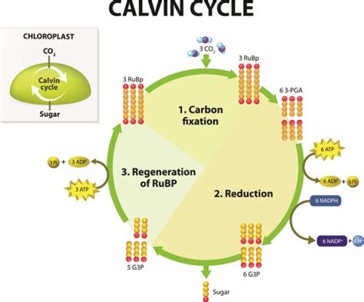 what are the steps of the calvin cycle where atp is needed