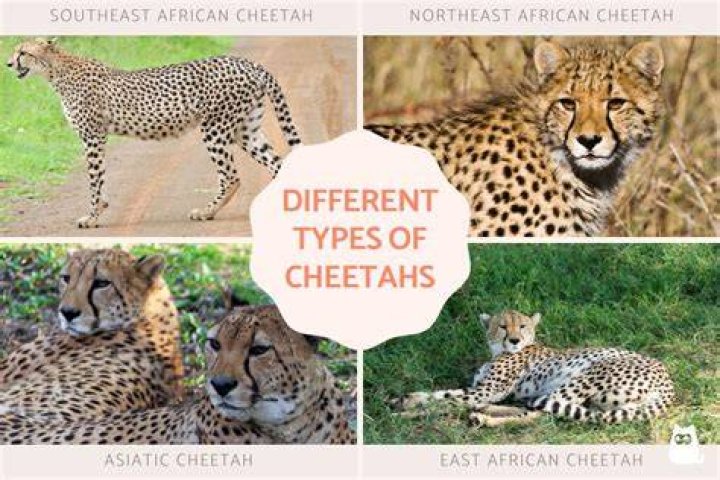 what colors are cheetahs - Lisbd-net.com