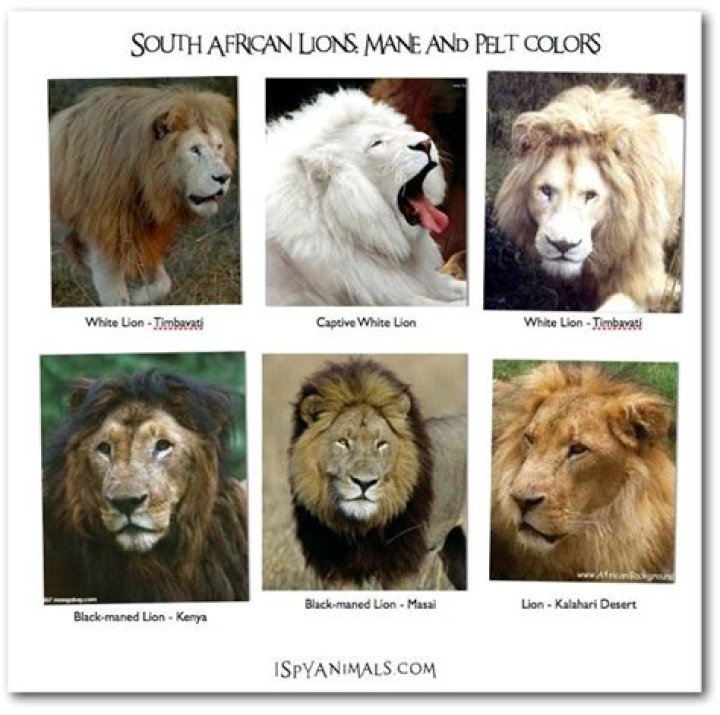 what colors can lions be