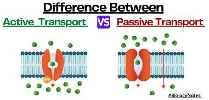 what determines whether a transport is active or passive
