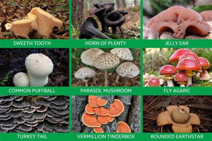 what do fungi have in common with animals