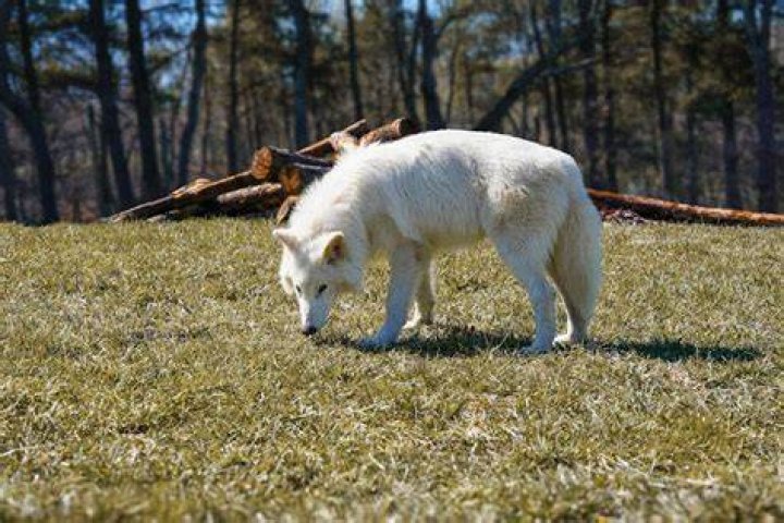 what do wolves see - Lisbd-net.com